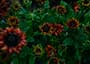 コンドウミカ写真 作品 ポートレート portrait ランドスケープ　landscape 花　景色 ビューティー 雨 フィルム 