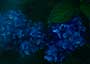 コンドウミカ写真 作品 ポートレート portrait ランドスケープ　landscape 花　景色 ビューティー 雨 フィルム 