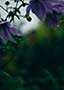 コンドウミカ写真 作品 ポートレート portrait ランドスケープ　landscape 花　景色 ビューティー 雨 フィルム
