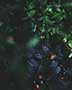 コンドウミカ写真 作品 ポートレート portrait ランドスケープ　landscape 花　景色 ビューティー 雨 フィルム